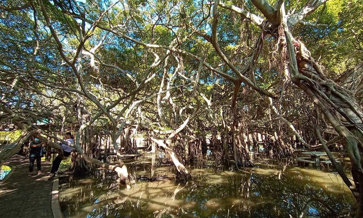 พาไปชมอุทยานไทรงามท่ามกลางอากาศเย็นสบาย รากไทรแผ่กิ่งสวยงาม