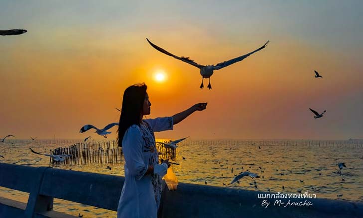 อัปเดตบรรยากาศบางปูช่วงสิ้นปี นกนางนวลมาเต็ม อากาศเย็นสบาย สุดจะชิล