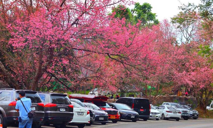 ดอกนางพญาเสือโคร่งดอยอินทนนท์ บานแล้วเกือบ 100%