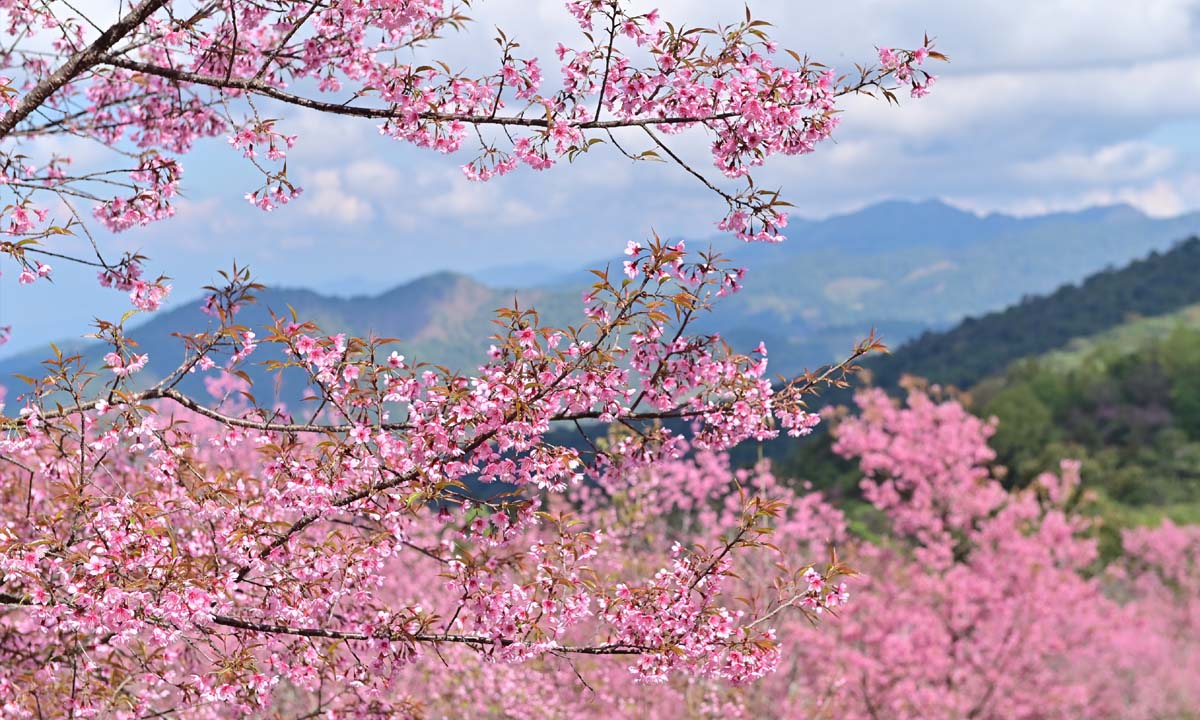 ดอกนางพญาเสือโคร่ง ซากุระเมืองไทย บานสะพรั่งเต็มดอยที่หน่วยจัดการต้นน้ำหงาว-งาว