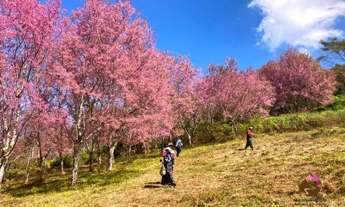 ภูลมโล จังหวัดเลย ดอกนางพญาเสือโคร่งบานสะพรั่ง เปลี่ยนภูเขากลายเป็นสีชมพู