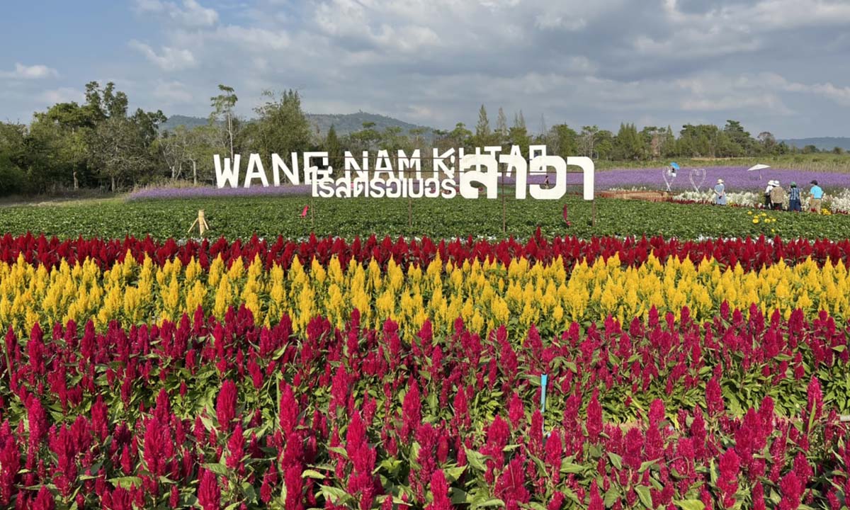 ถนนสายดอกไม้ บานสะพรั่งรับเดือนแห่งความรักที่วังน้ำเขียว โคราช