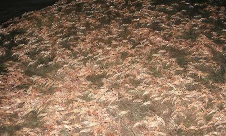 กุ้งเดินขบวน ปรากฏการณ์ทางธรรมชาติ หนึ่งปีมีเพียงครั้งเดียว!