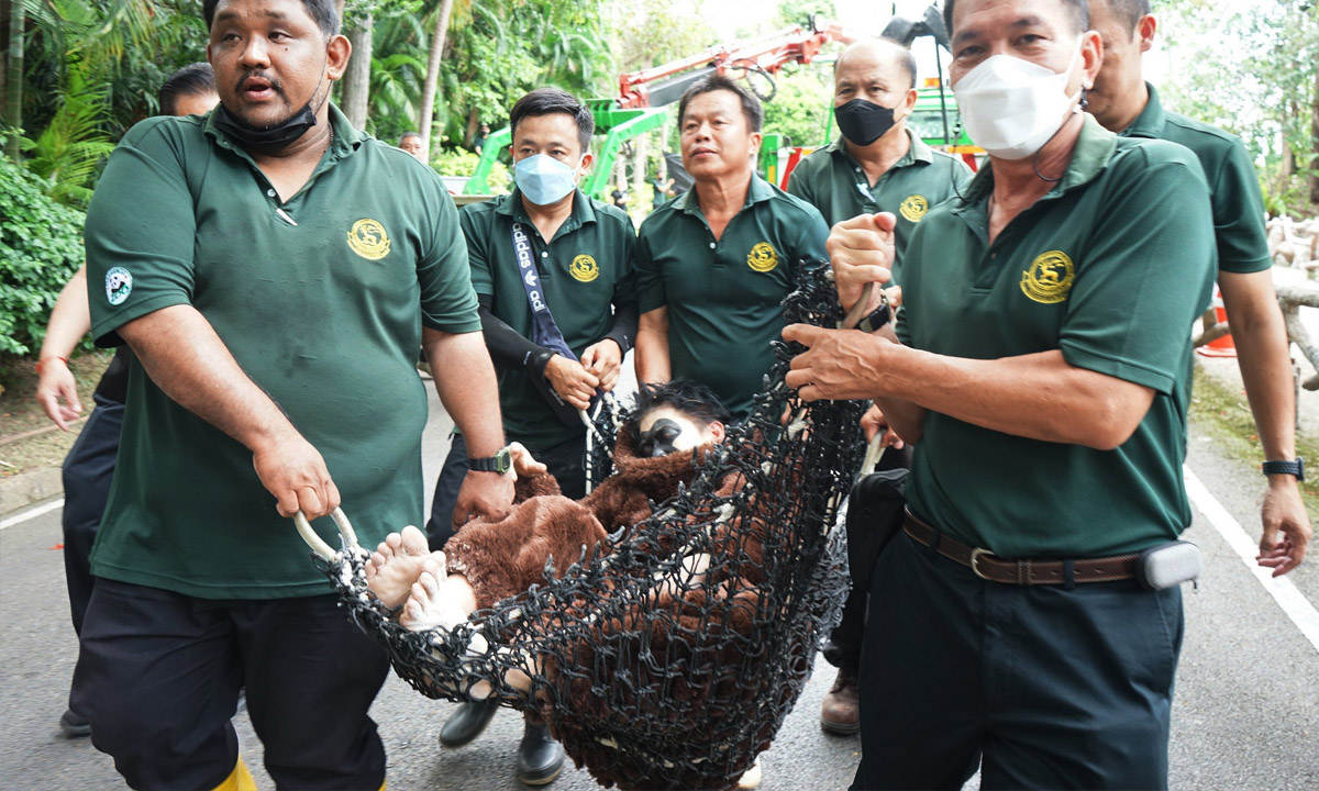 สุดฮา! สวนสัตว์เชียงใหม่ซ้อมแผนชะนีหลุด ให้เจ้าหน้าที่แต่งชุดชะนี เล่นจริง จับจริง