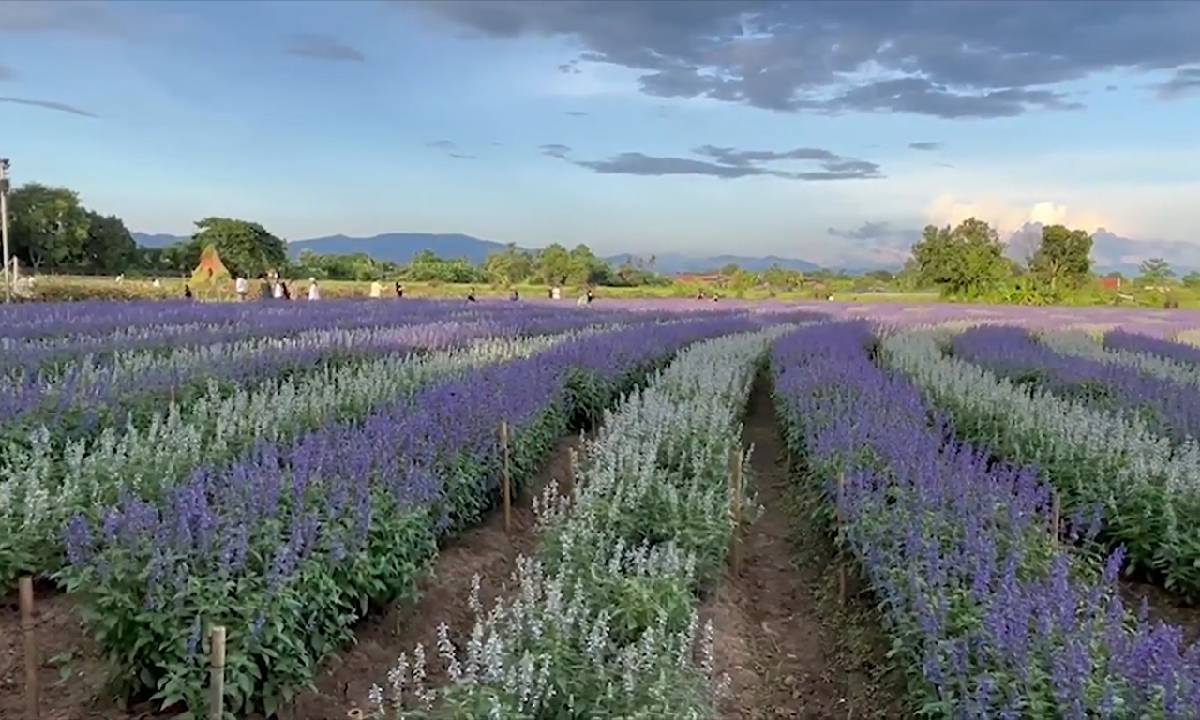 เชียงใหม่หรือนี่! I Love Flower Farm ทุ่งดอกซัลเวียบานสะพรั่งเหมือนอยู่ต่างประเทศ