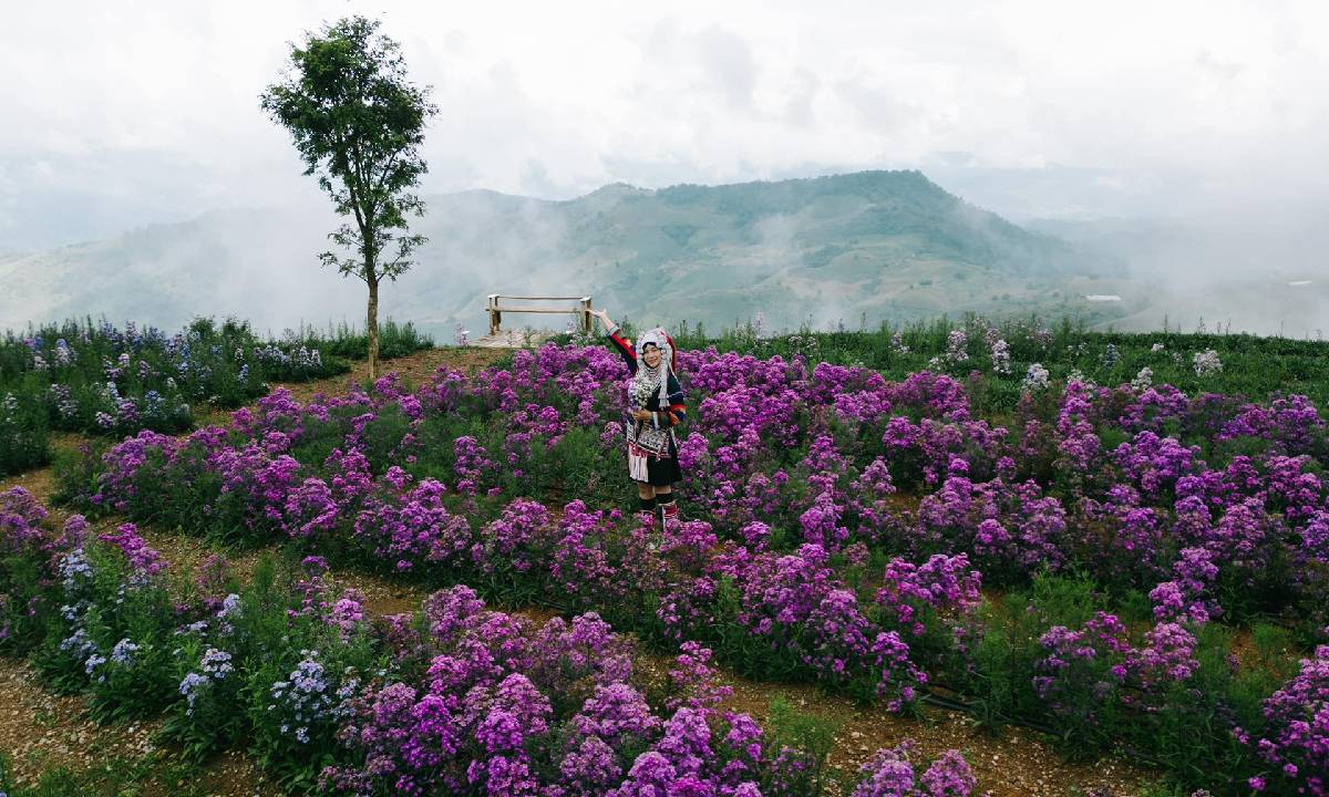 ภูภพค่ำ ที่พัก คาเฟ่ และสวนดอกไม้ บรรยากาศสุดโรแมนติก บนดอยช้าง เชียงราย