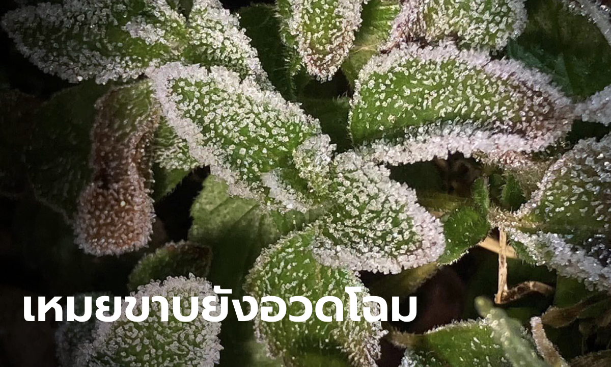 เหมยขาบยอดดอยอินทนนท์ยังอวดโฉม ต้อนรับนักท่องเที่ยวปีใหม่ 2567