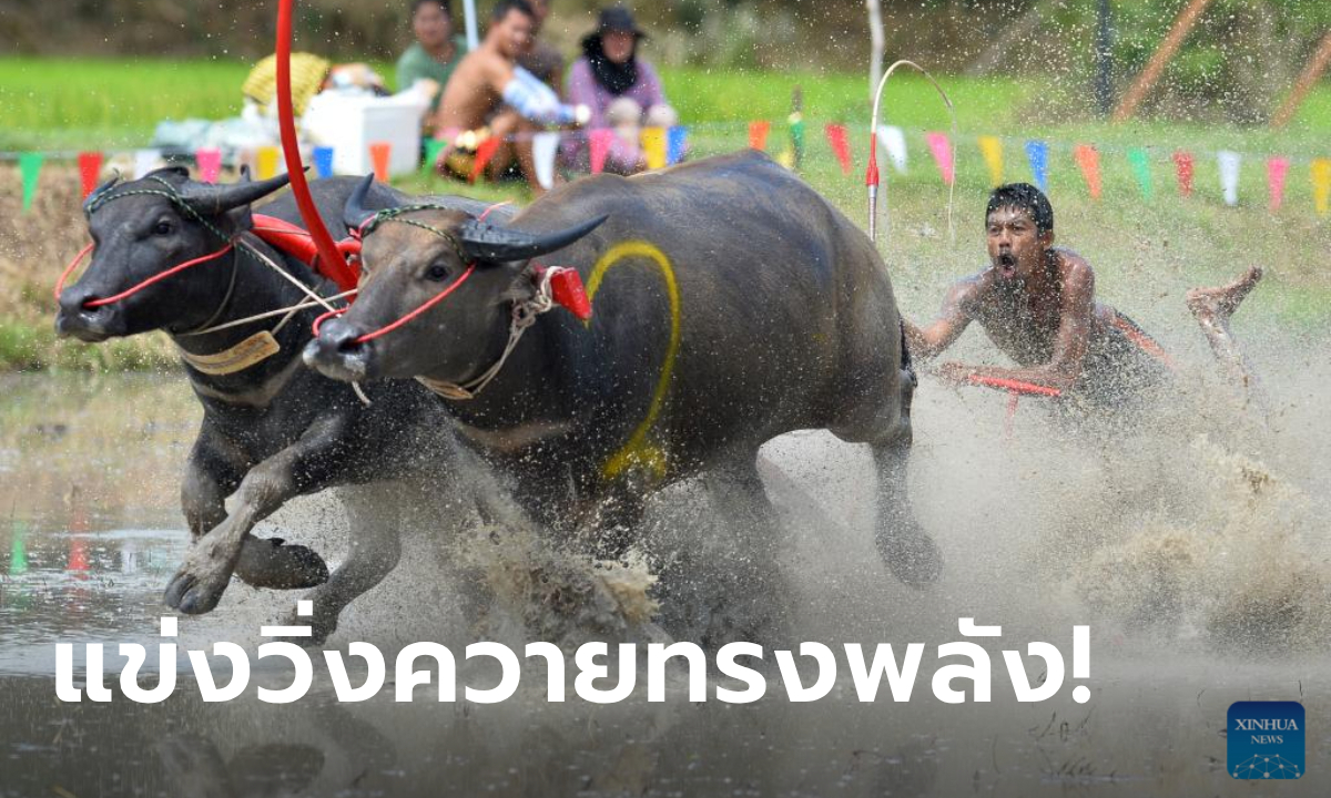 ทรงพลัง! แข่งขันวิ่งควาย 2567 ประเพณีท้องถิ่นสุดมันส์เมืองชลบุรี