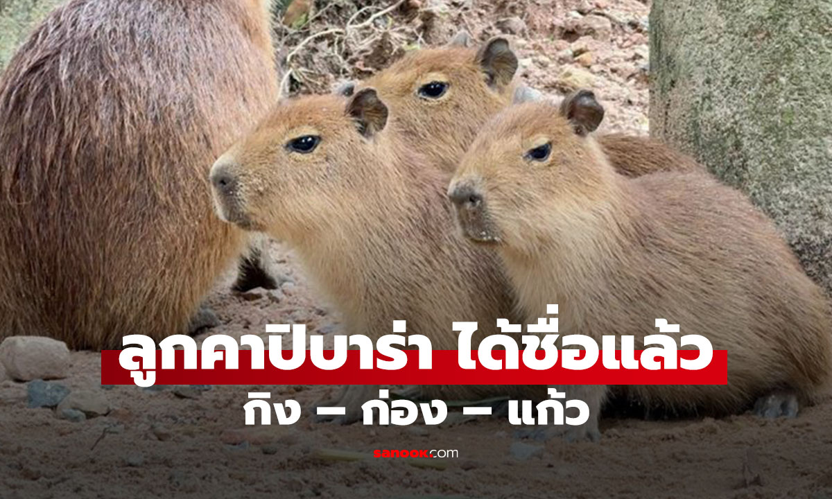 แก๊งคาปิบาร่า ได้ชื่อแล้ว! “กิง – ก่อง – แก้ว” มาดูได้ที่สวนสัตว์เขาเขียว
