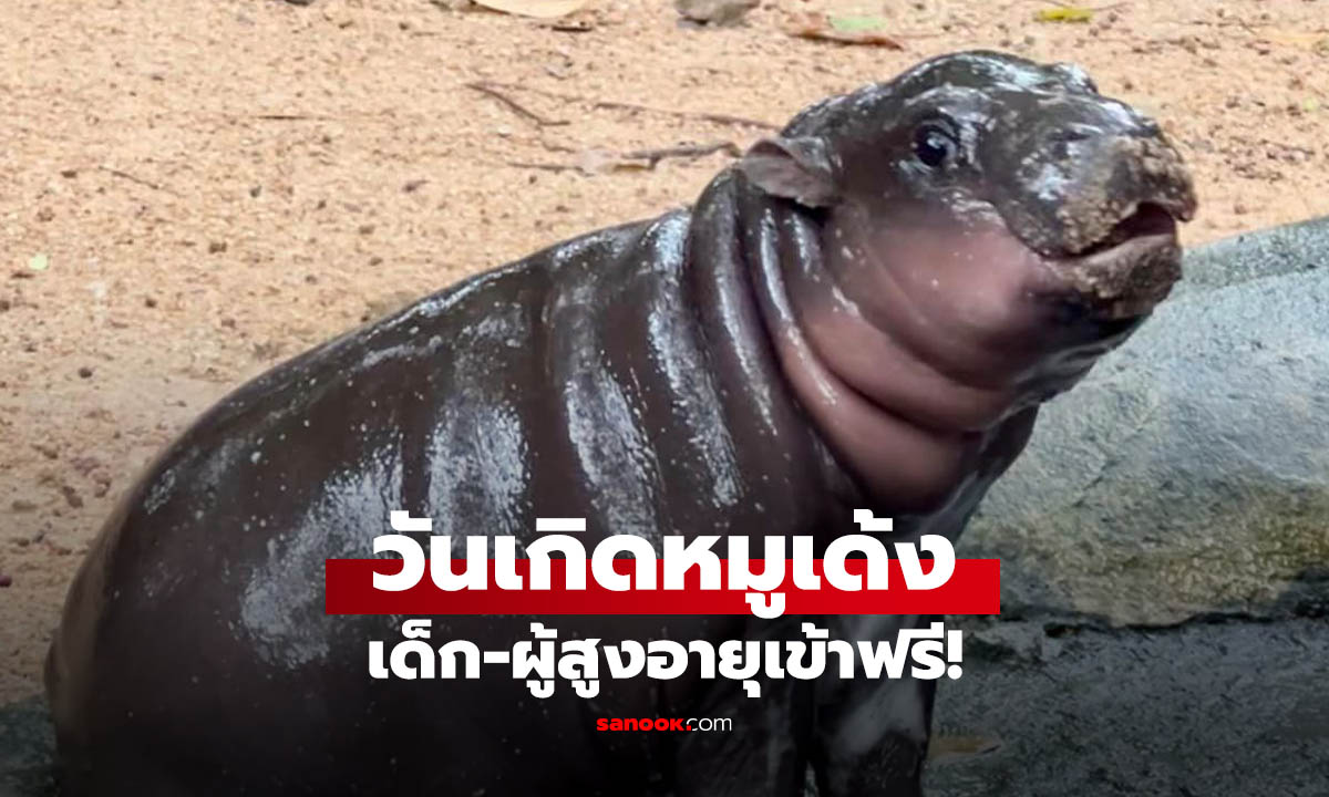 สวนสัตว์เปิดเขาเขียวเข้าฟรี 10-12 ก.ค. ฉลองวันเกิด “หมูเด้ง” อายุ 2 ขวบ