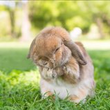 กระต่ายน่ารัก