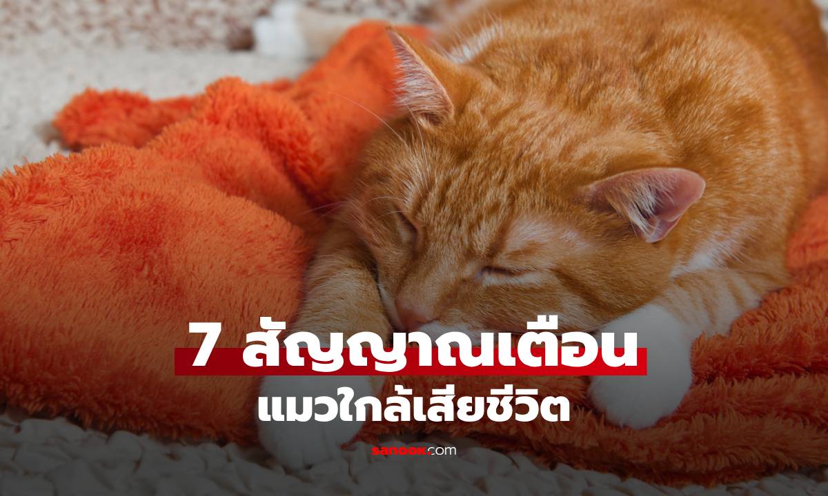 7 สัญญาณเตือน “แมวใกล้เสียชีวิต” และวิธีบอกลาด้วยความรัก