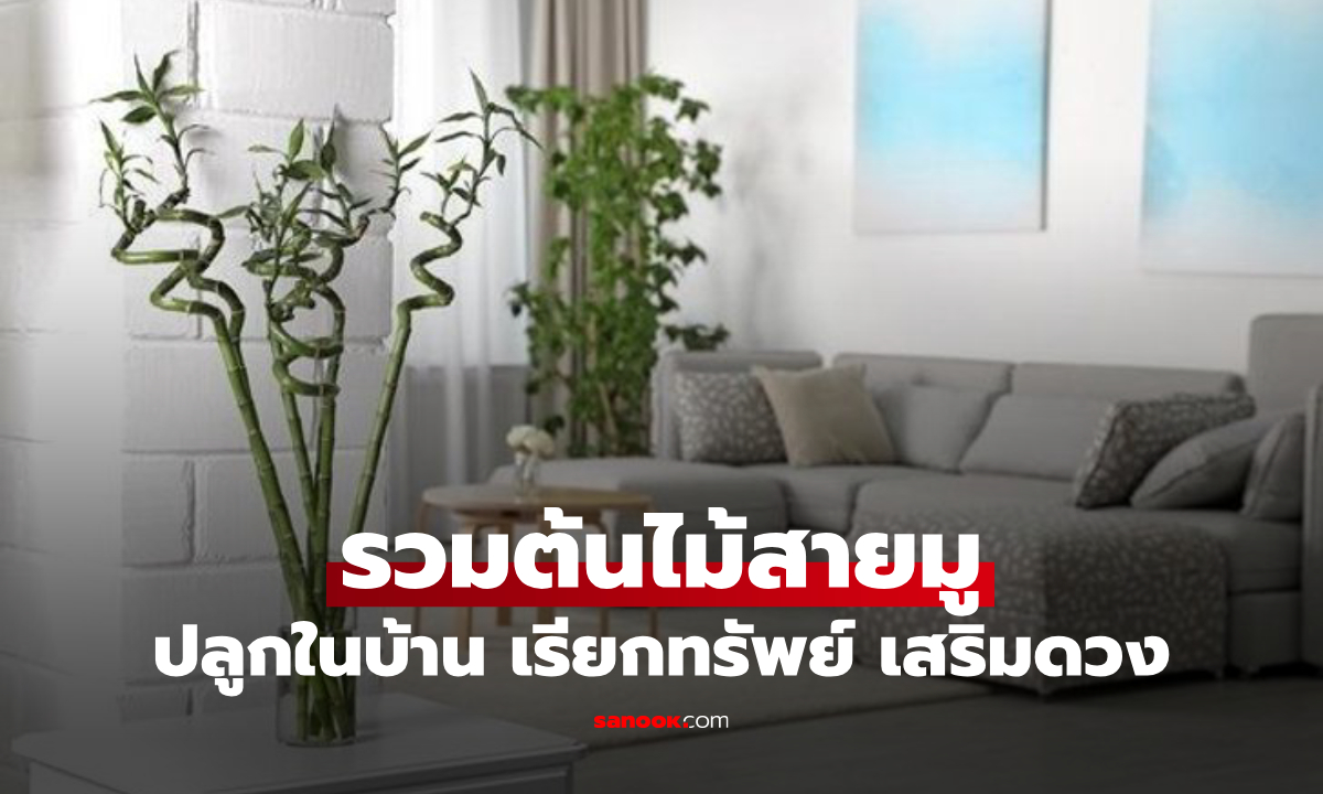 รวมต้นไม้สายมู ปลูกในบ้านแล้วปัง! เรียกทรัพย์ เสริมดวง เห็นผลจริง
