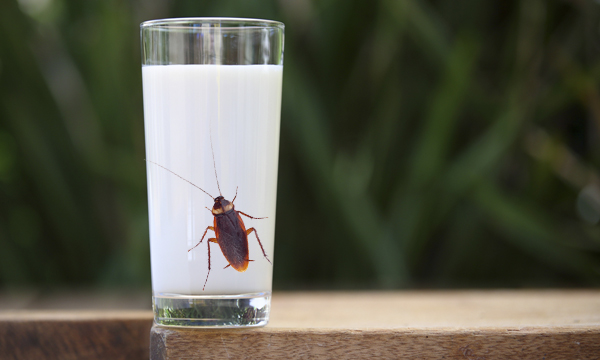 นักวิจัยพบ “นมแมลงสาบ” โปรตีนสูงกว่านมวัว 3 เท่า